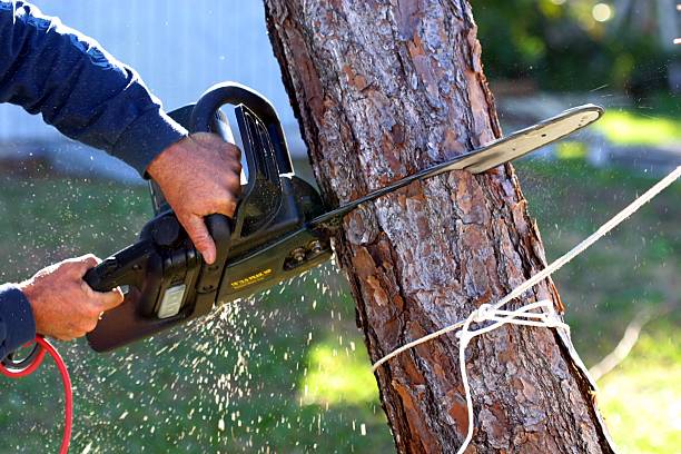 Mulching Services in Charlotte Harbor, FL