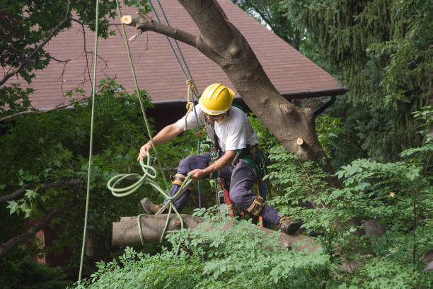 Charlotte Harbor, FL Tree Care Company